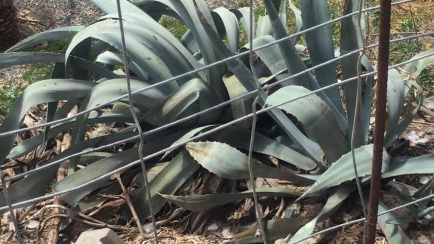 Estado actual del Corredor Verde Luis García Correa en Tamaraceite