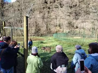 Belmonte busca soluciones para reabrir al público la Casa del Lobo y el cercado donde viven "Aullador" y "Belmon"