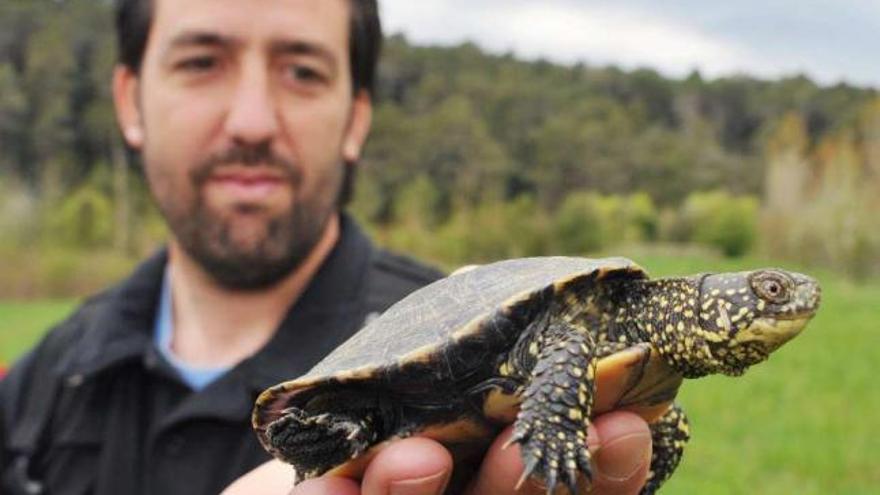Un técnico muestra una tortuga similar a las existentes en As Gándaras de Budiño. // Faro