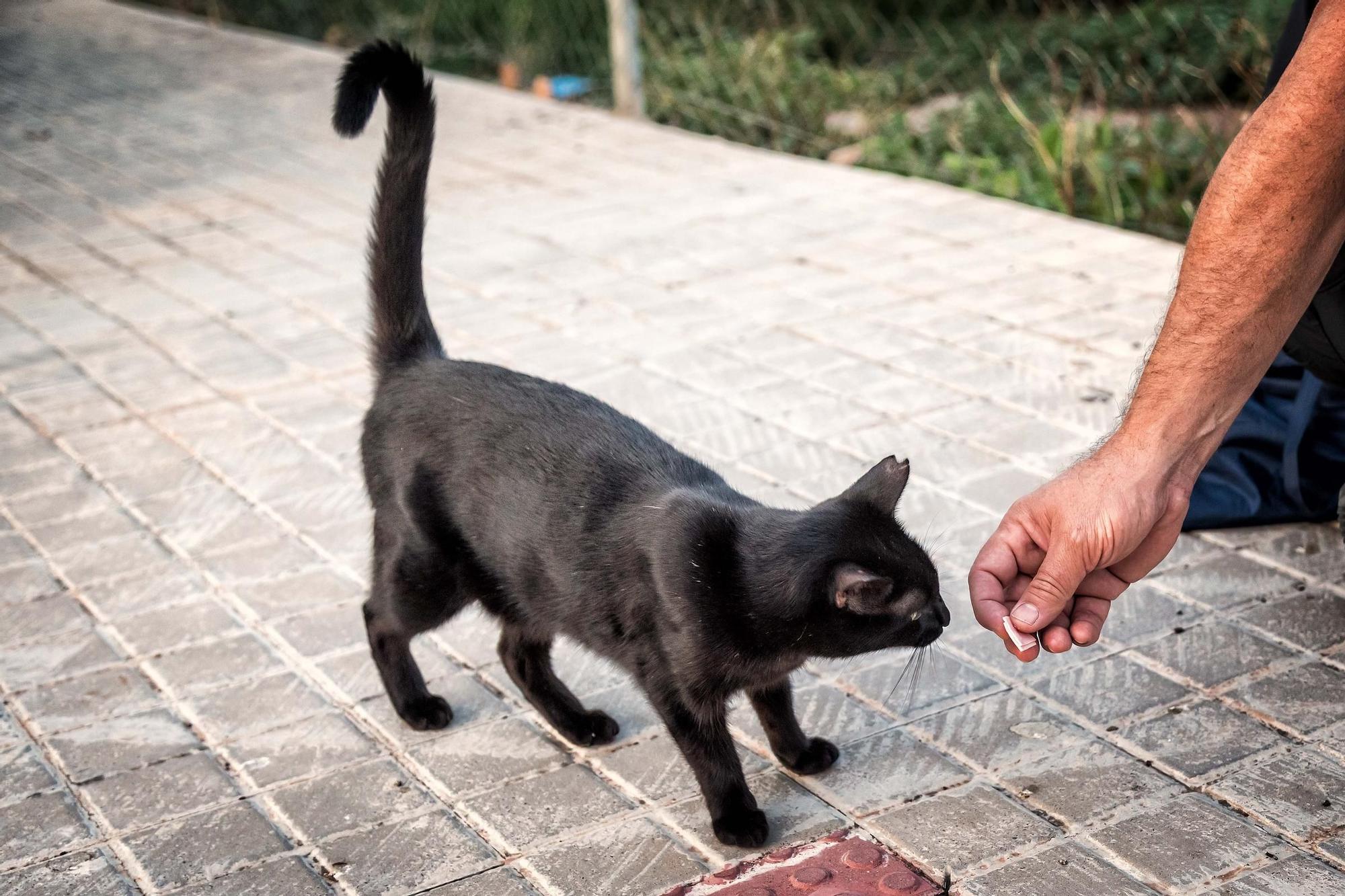 Colección premiada de David Piqueras