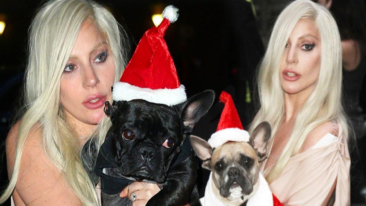 Detienen a 5 individuos por el secuestro de los perros de Lady Gaga