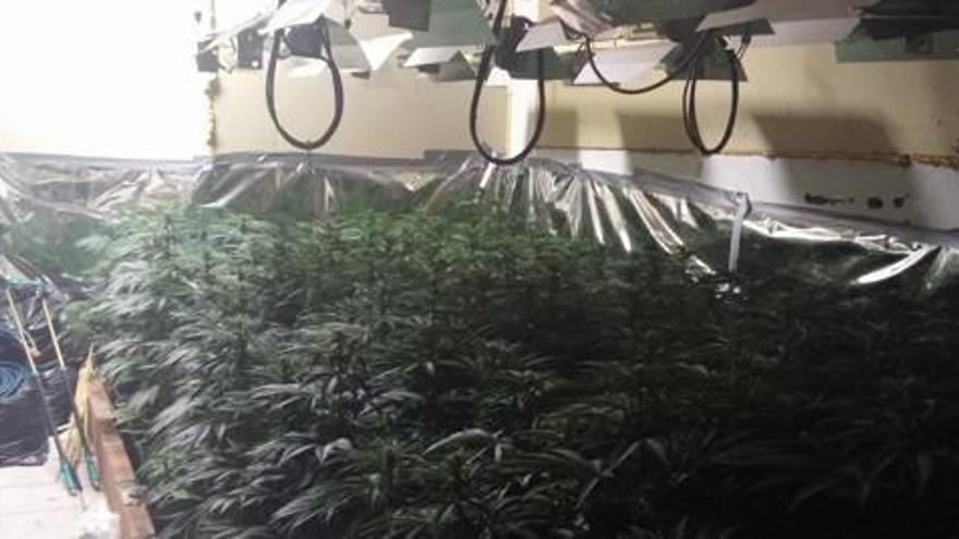 Detenen una parella per cultivar més de 300 plantes de marihuana en una casa al Gironès