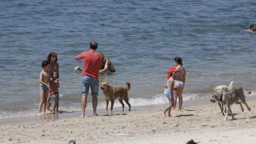 Perros, con sus dueños, en una de las playas de Cangas. // Gonzalo Núñez