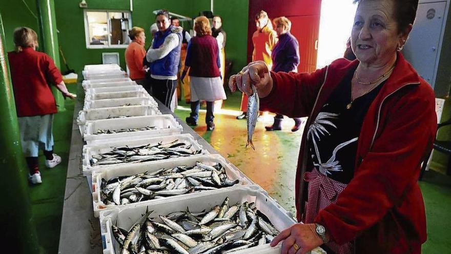 Imagen de una subasta de sardina en una lonja gallega. // Iñaki Abella