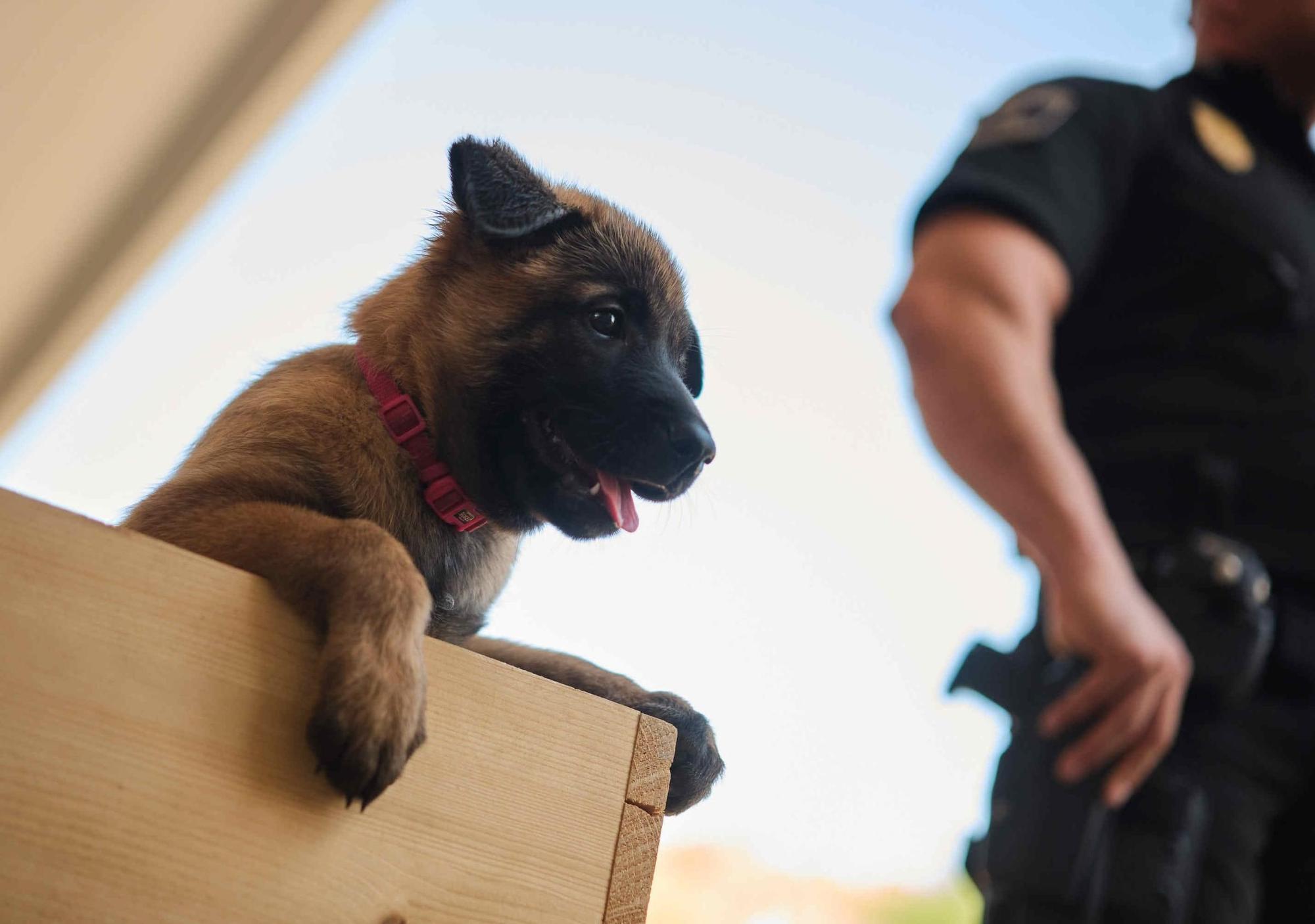 Estos son los nuevos cachorros de la Unidad Canina de la Policía Local de Santa Cruz