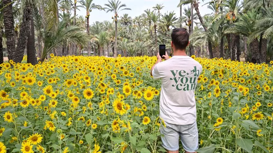 Los girasoles tiñen de amarillo los huertos de palmeras de Elche