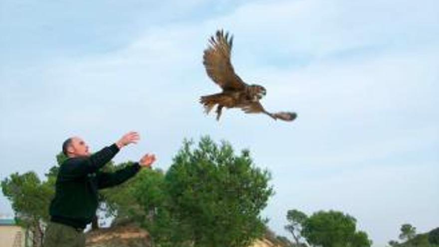 Un agente medioambiental libera a un búho tratado en el Centro, en una imagen de archivo.