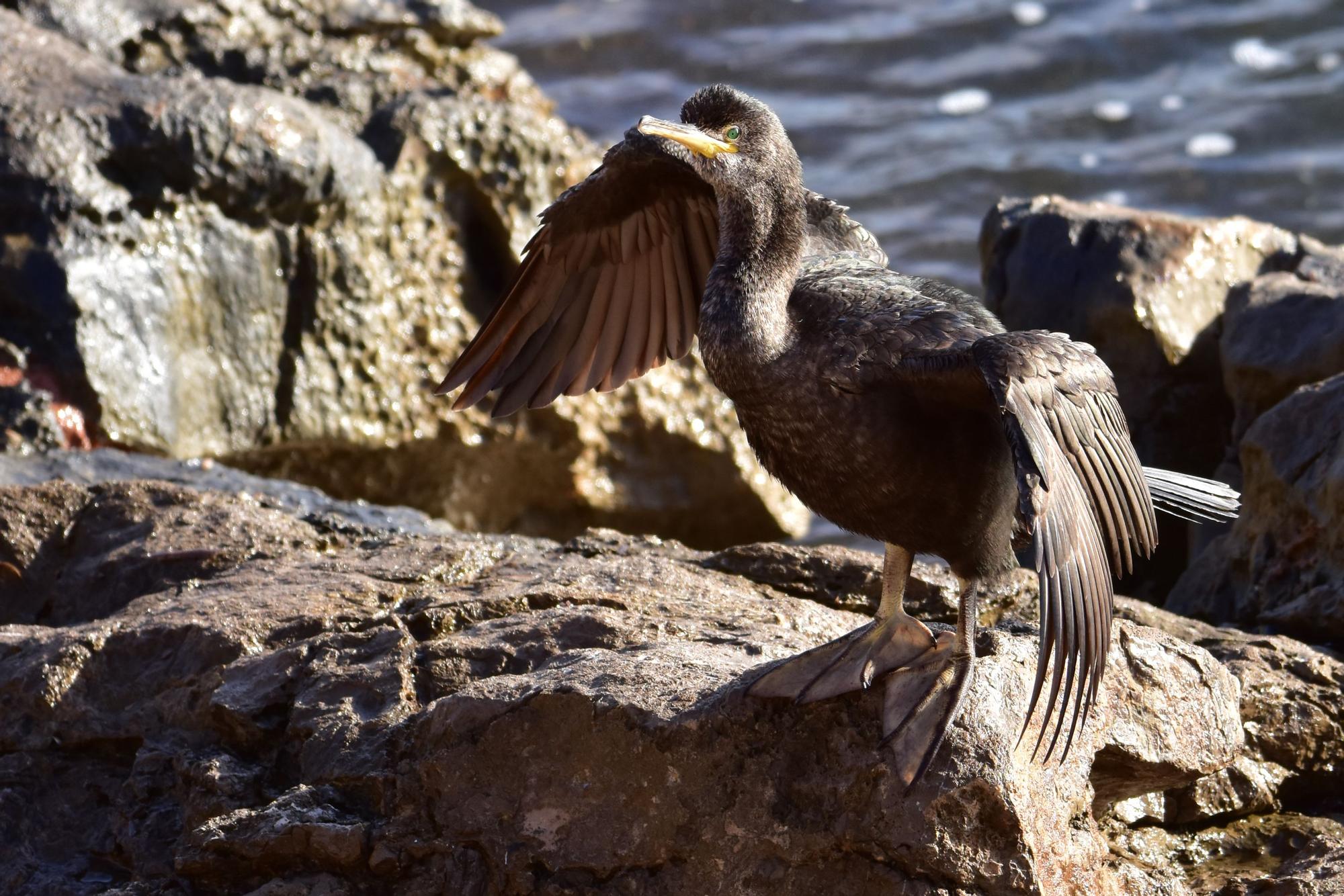 Cormorán.