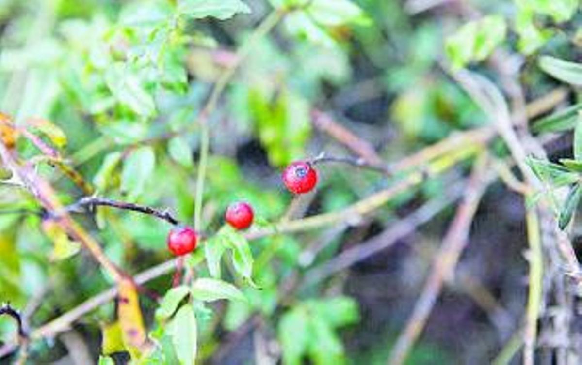 Die Myrte blüht sonst am Ende des Winters. Dieses Jahr sind Blüten und die blauen Beeren im Januar gleichzeitig zu beobachten.