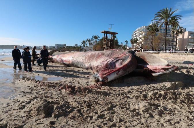 Bergung des in Cala Millor angeschwemmten Wals