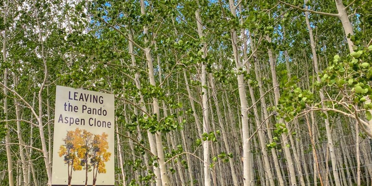 Cartel anunciador del bosque