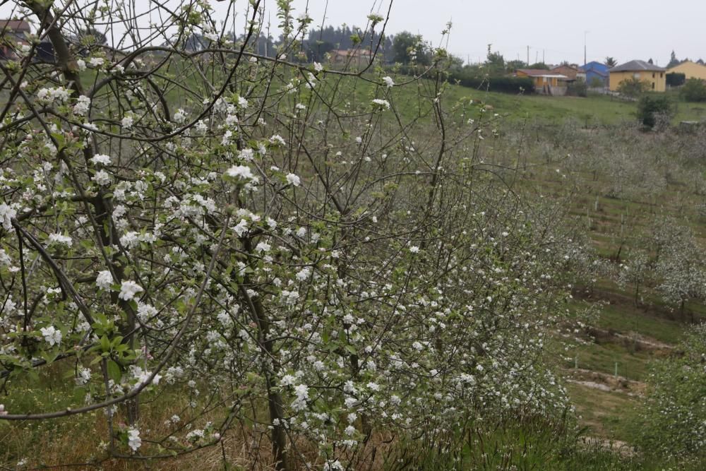 Manzanos en flor en Serín