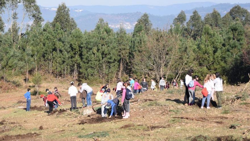 Los alumnos del colegio Padín Truiteiro, durante la plantación. / FdV