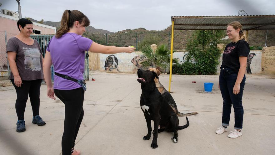 El Colegio de Veterinarios de Málaga pide vacunar a los perros para evitar la zoonosis