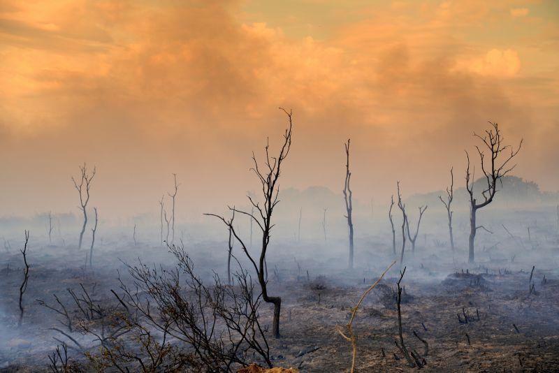 Imágenes del incendio forestal de Grisuela.