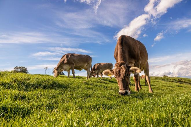 Vacas pastando en tierras Alpinas