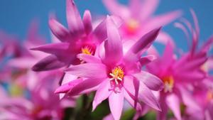 Detalle de la flor de cactus de Navidad