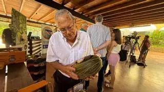 El melón de Carrizales de Elche pierde un 30% de producción por las lluvias de primavera y los conejos