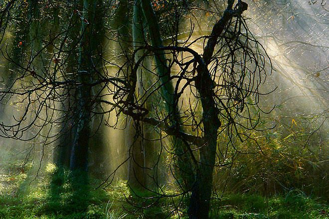 Ein virtueller Spaziergang durch Mallorcas Wälder