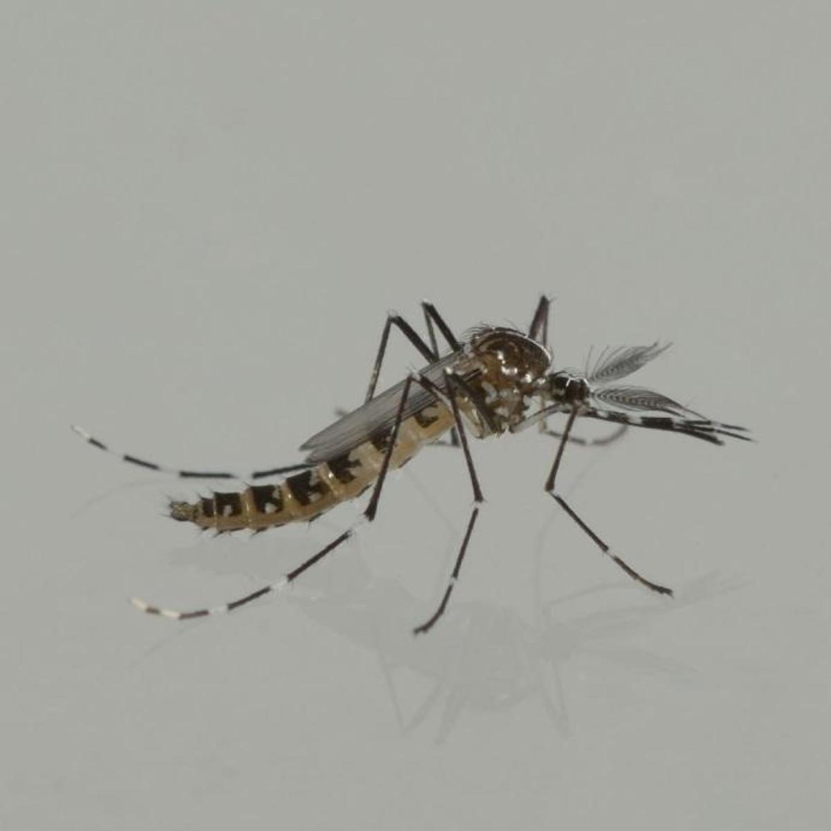 Mosquito tigre.