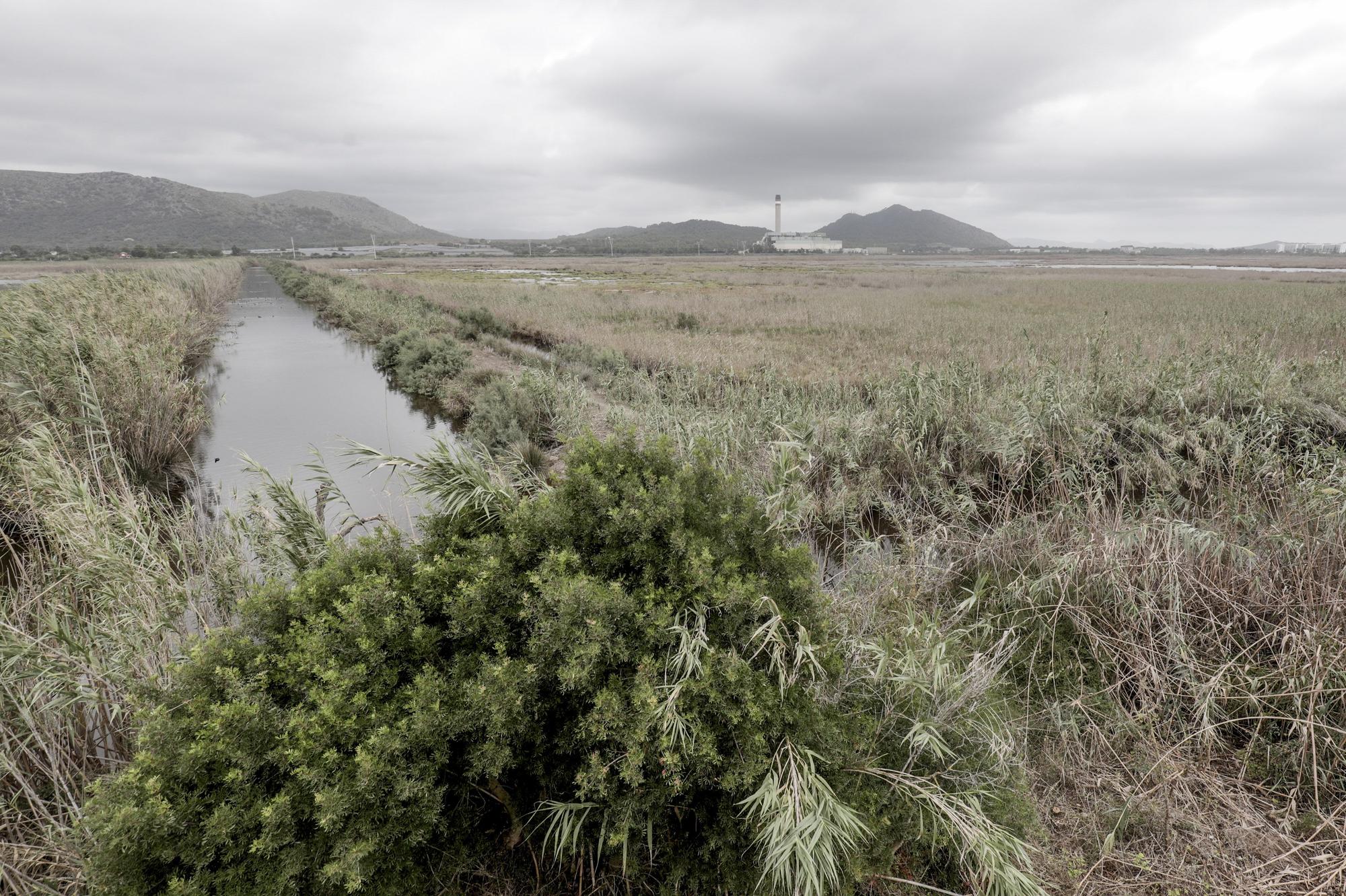 S'Albufera, un año después del incendio