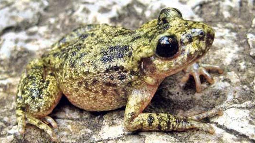 Un ejemplar de ´ferreret´, un anfibio endémico de Mallorca.