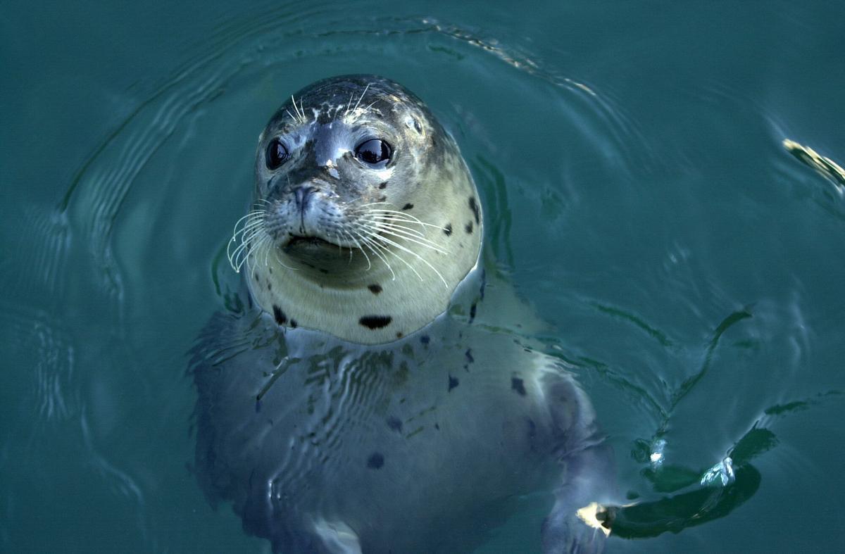 Foca en el Aquarium Finisterrae
