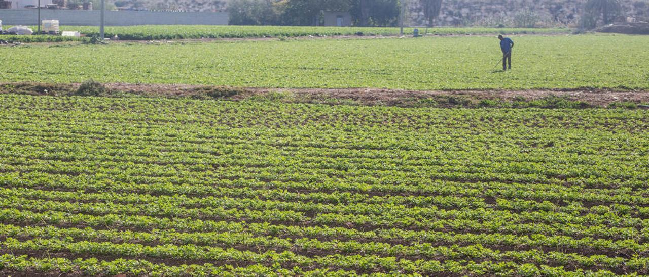 Agricultura 2.0 para un sector del que dependen 116.000 familias