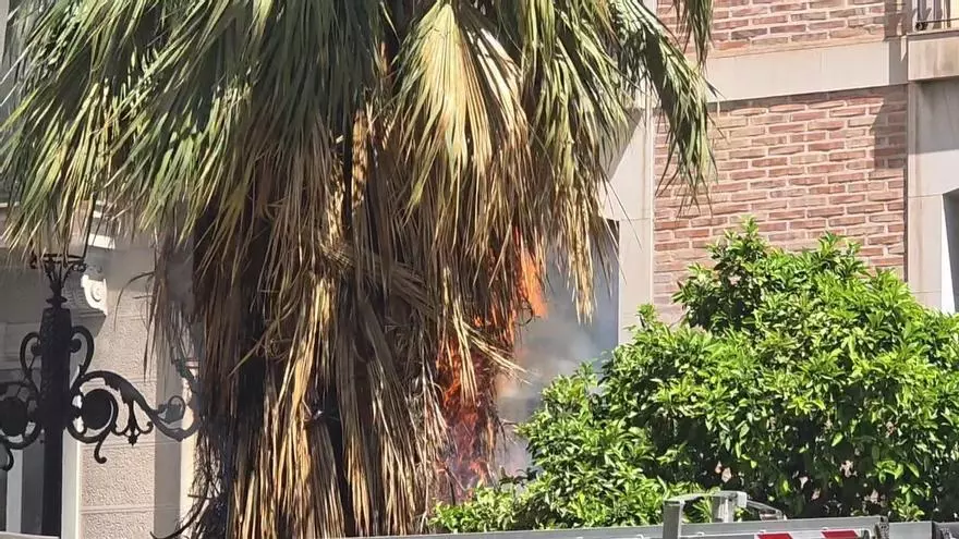 Una palmera se incendia tras la mascletà de San Vicente