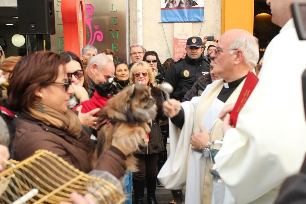 Bendición de San Antón en Murcia