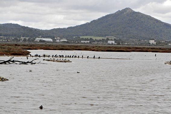 Das Naturschutzgebiet S'Albufera wird 30 Jahre alt - und steckt in einer tiefen Krise. Umweltschützer schlagen Alarm, die Politik bleibt weitgehend untätig.