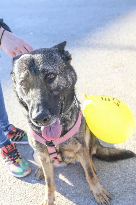 Almoradí celebra su primera Caminata Solidaria con animales