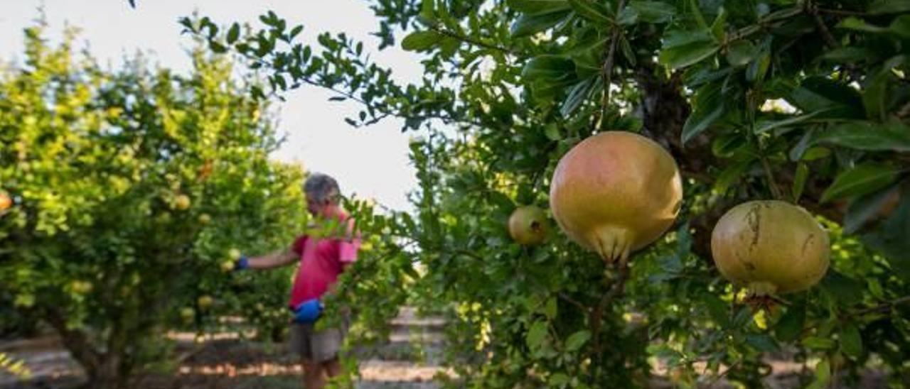 La granada y las hortalizas tiran de la expansión del suelo agrario