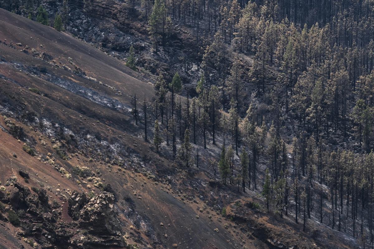 Estabilizado el incendio de Tenerife