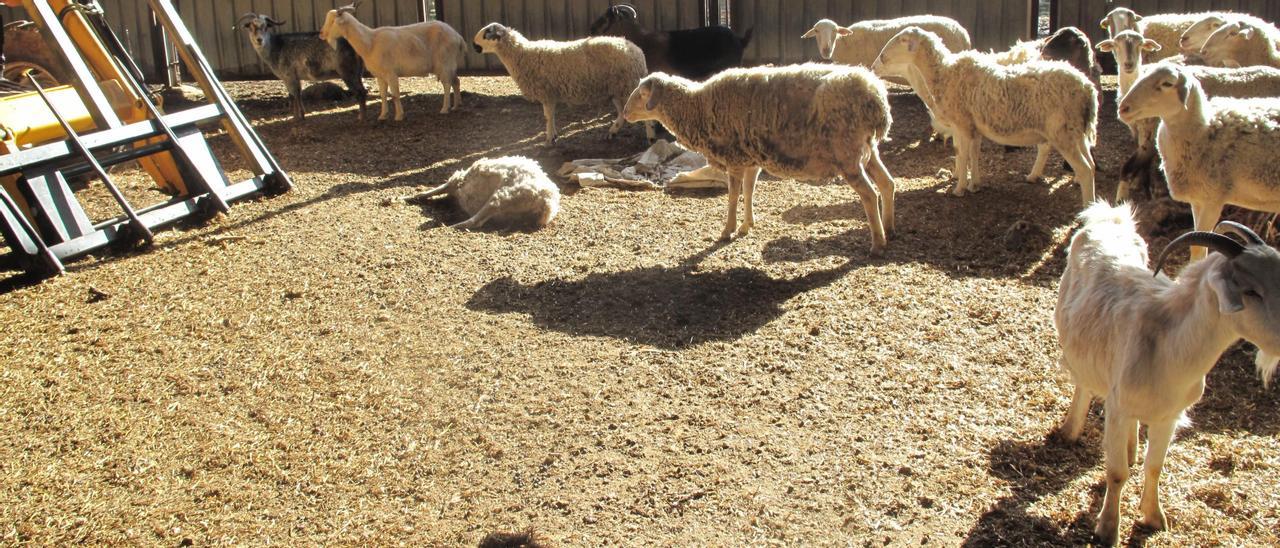 Investigado por maltrato animal al localizarse en una granja de su propiedad 43 cadáveres de ovejas y cabras