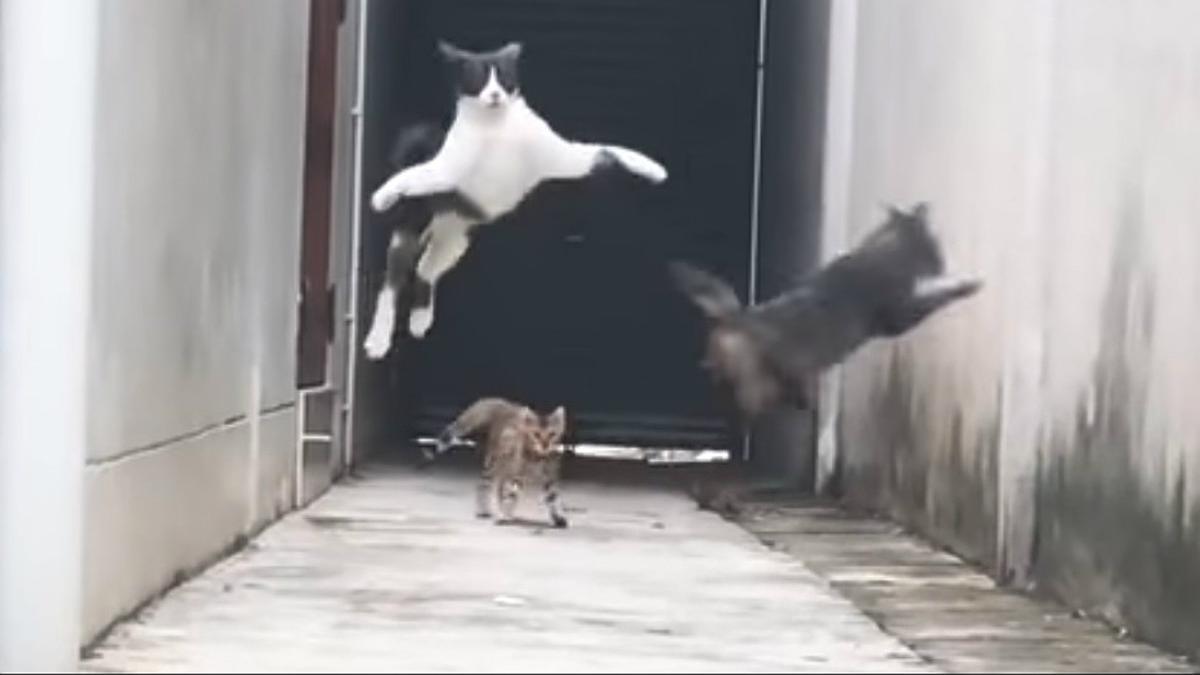 Captura del vídeo en la que un gato escapa de otros tres felinos.