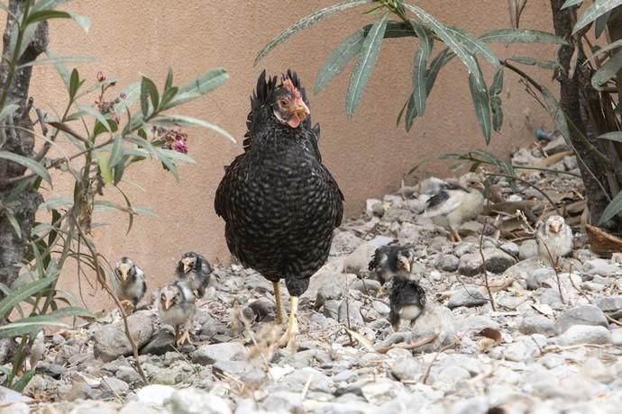 17.09.18. Las Palmas de Gran Canaria. Gallinas y ...