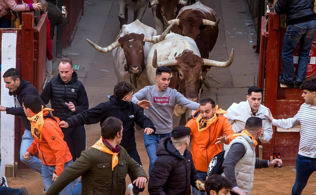 Tradicional encierro de mansos