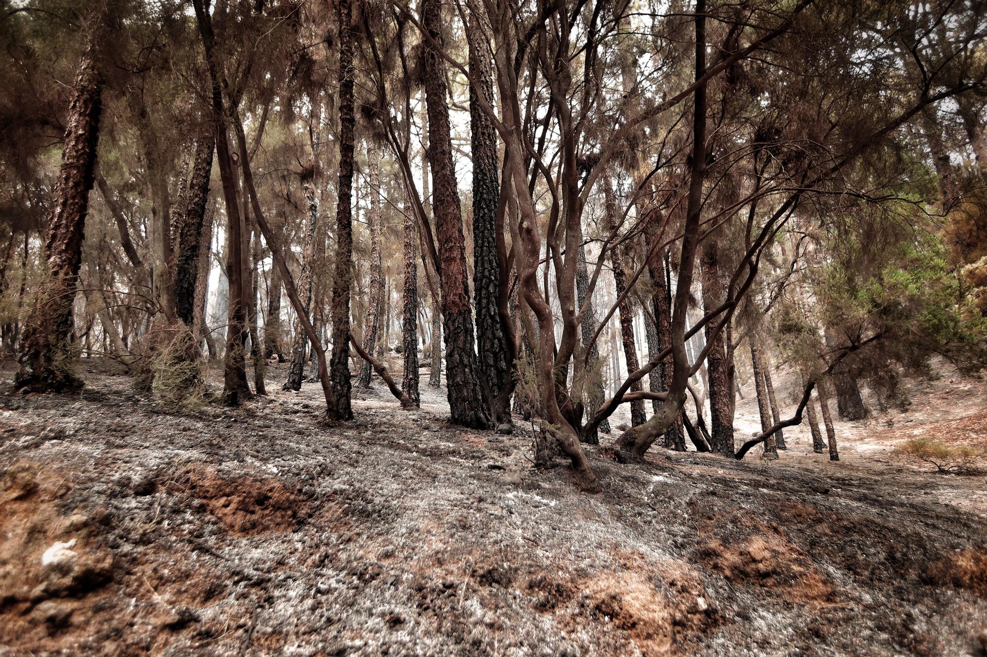 Evolución del incendio en Tenerife