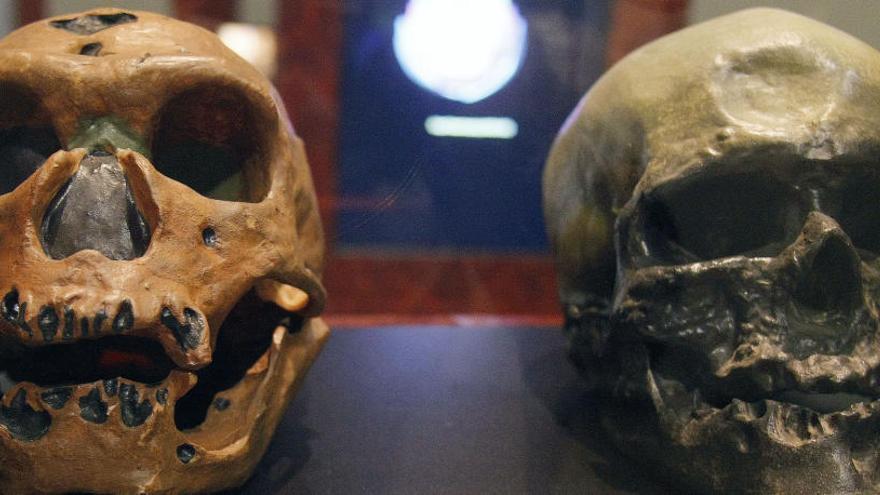 Los cráneos de un homo neanderthalensis (iz) y un homo sapiens.