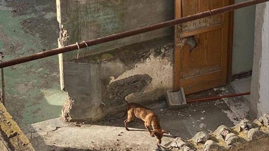 Maltrato de perros en Canarias