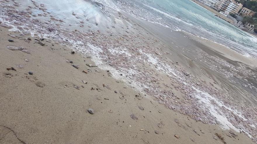 Cientos de medusas aparecen en la playa de Sóller