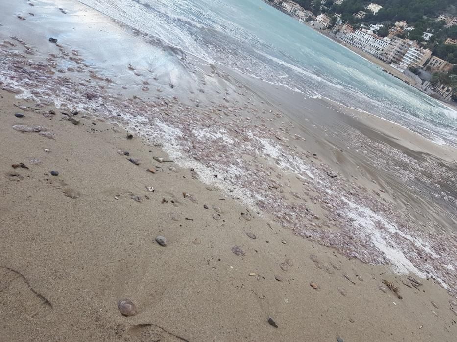 Cientos de medusas aparecen en la playa de Sóller