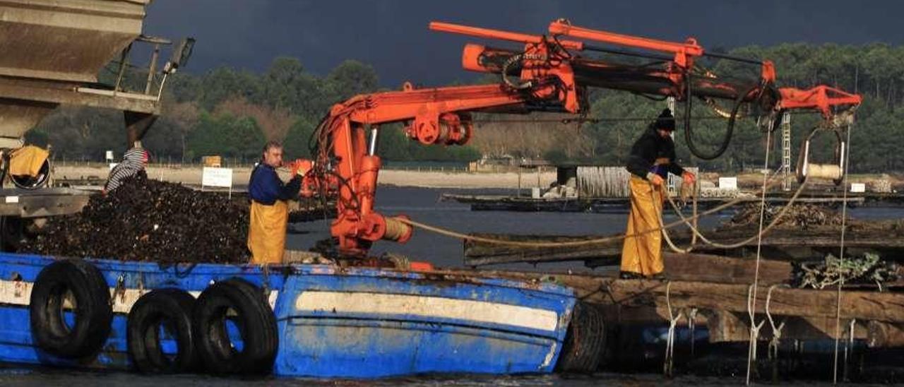 Marineros trabajando en un polígono de bateas en la ría de Arousa. // Iñaki Abella