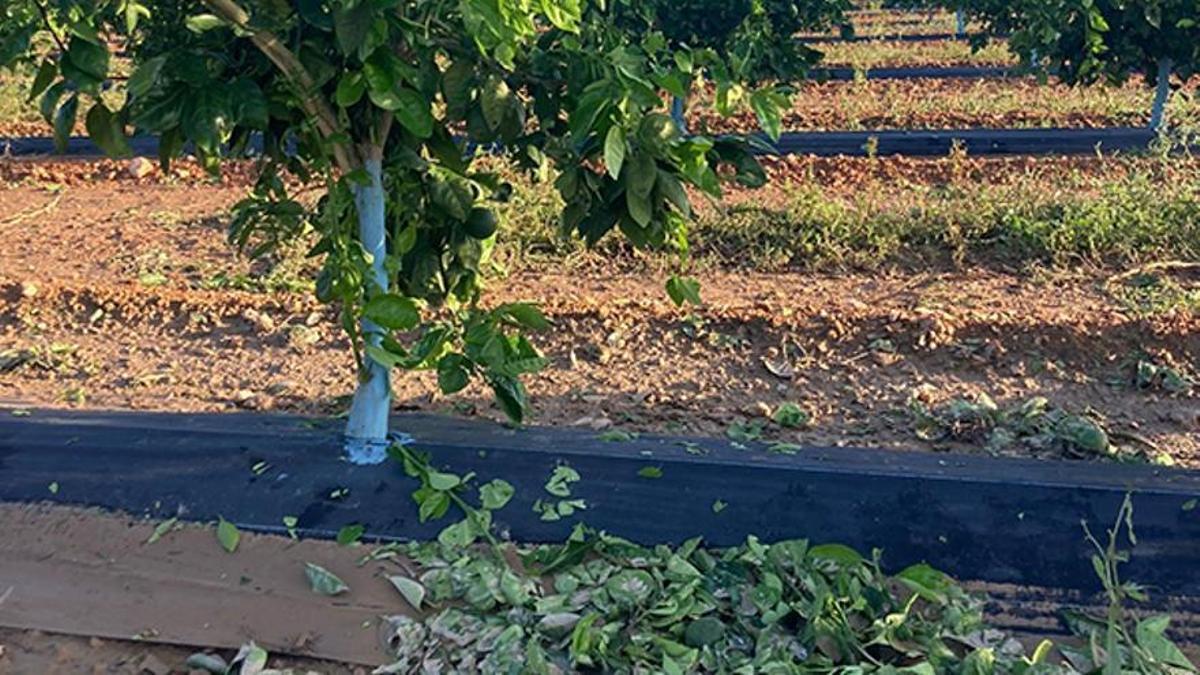 Daños en una campo de cítricos.