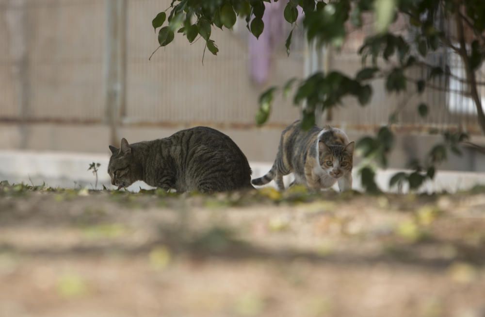 Tortura animal en el parque de Requena