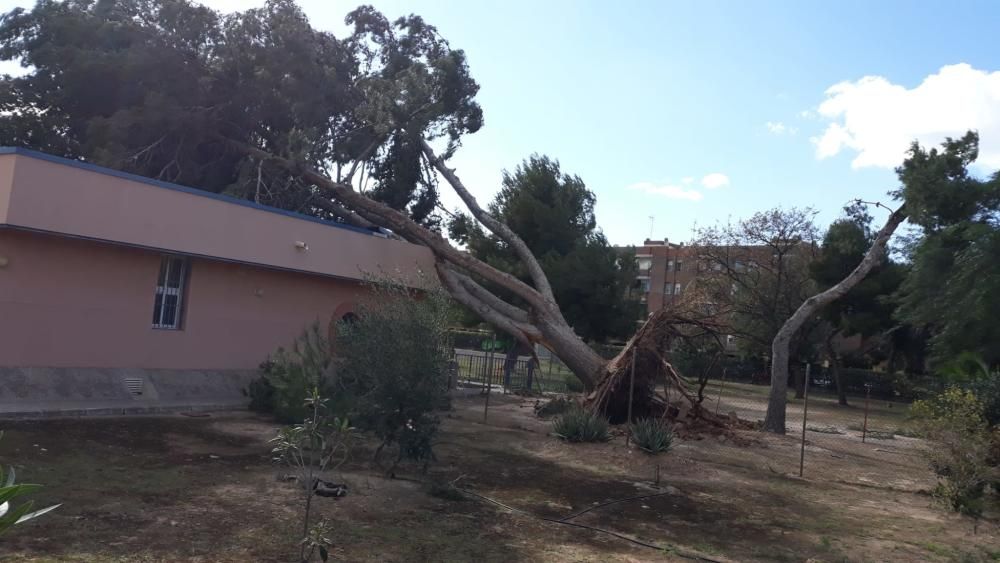 Destrozos del viento en Sagunt