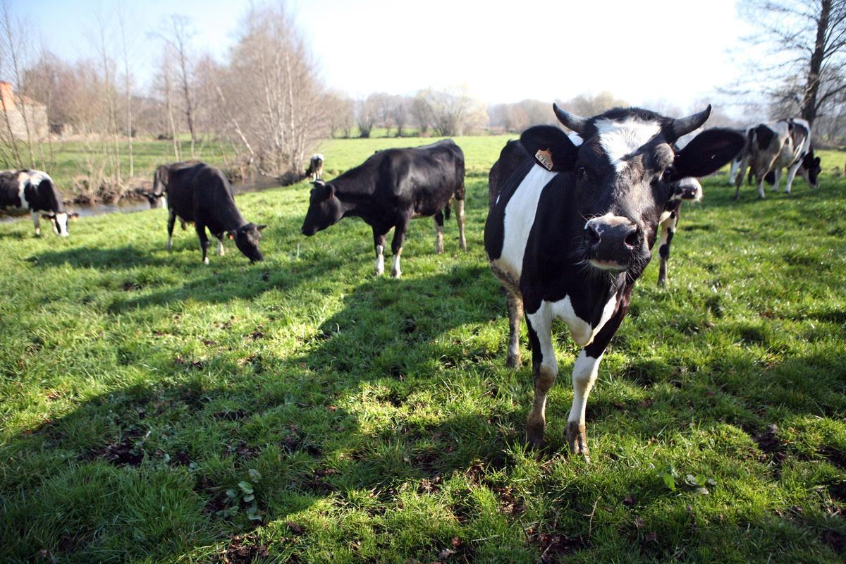 Vacas pastando en Rodeiro.
