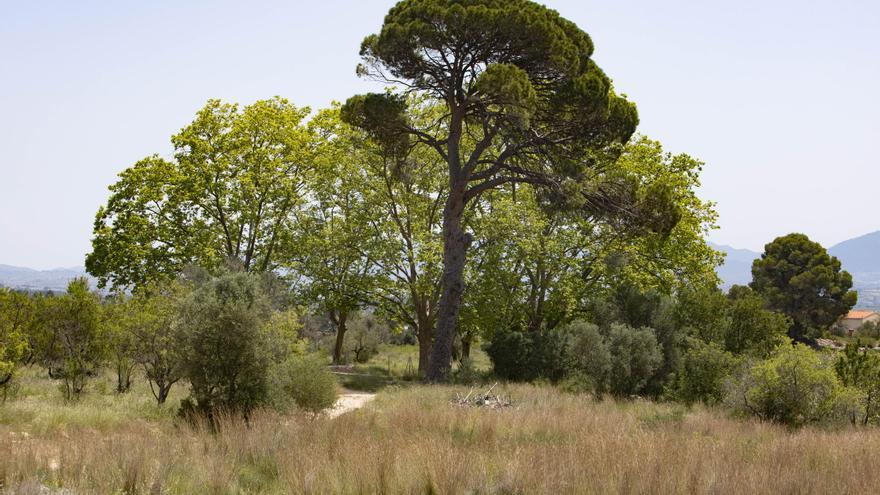 El Consell entierra la planta solar de Aielo que afectaba al paraje de Cairent