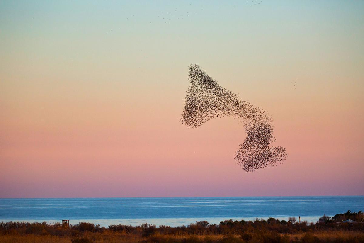 El Parque Natural de los Aiguamolls de l'Empordà, en el Alt Empordà